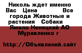 Николь ждет именно Вас › Цена ­ 25 000 - Все города Животные и растения » Собаки   . Ямало-Ненецкий АО,Муравленко г.